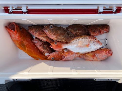 アカハタの釣果