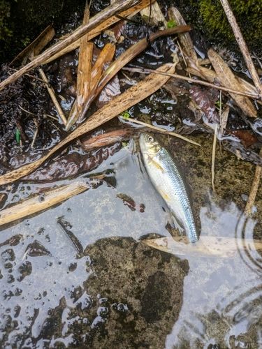 カワムツの釣果