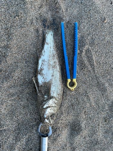 セイゴ（ヒラスズキ）の釣果