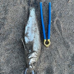 セイゴ（ヒラスズキ）