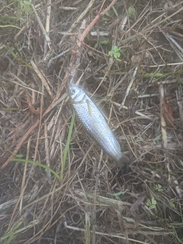 タモロコの釣果