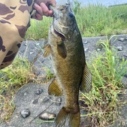 スモールマウスバス