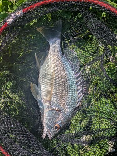 キビレの釣果