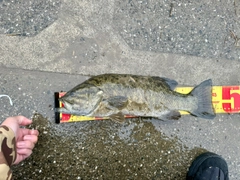 スモールマウスバスの釣果