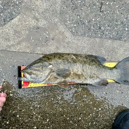 スモールマウスバス
