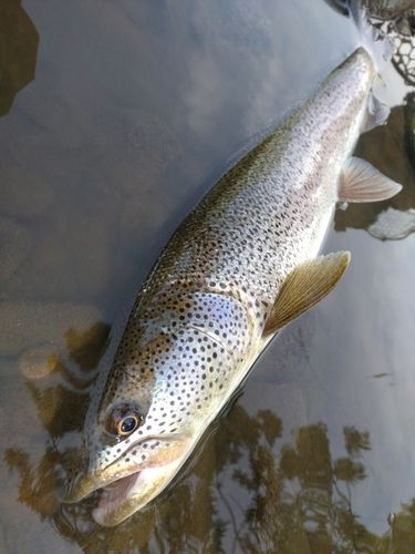 イトウの釣果