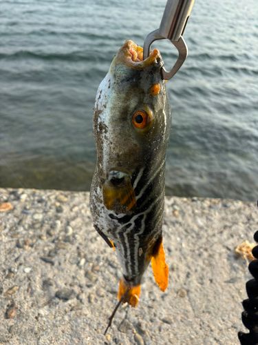 フグの釣果
