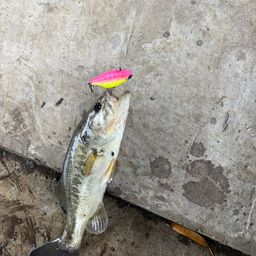 ブラックバス