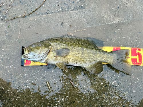 スモールマウスバスの釣果