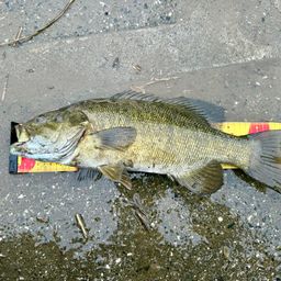 スモールマウスバス