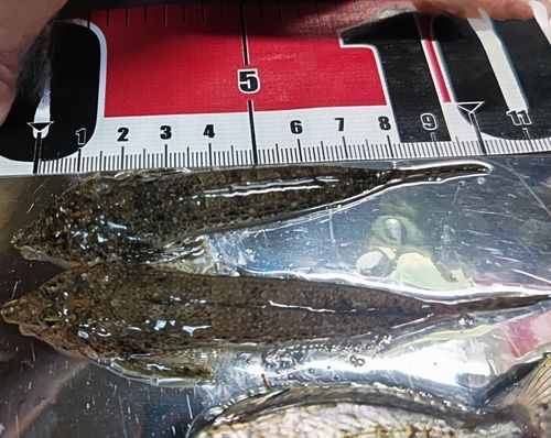 メゴチの釣果