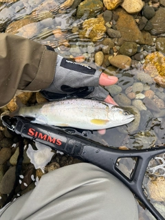ヤマメの釣果