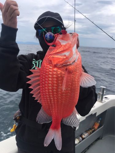 エビスダイの釣果