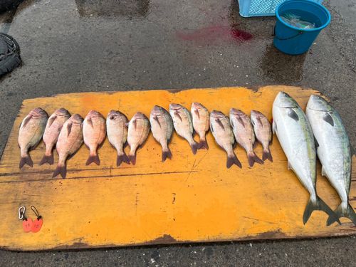 ワラサの釣果