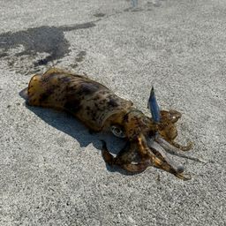 アオリイカ