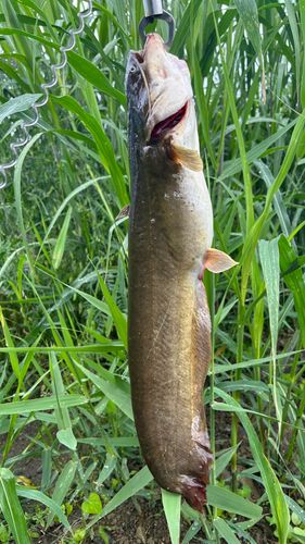 ナマズの釣果