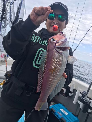 アマダイの釣果