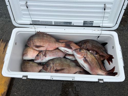 マダイの釣果