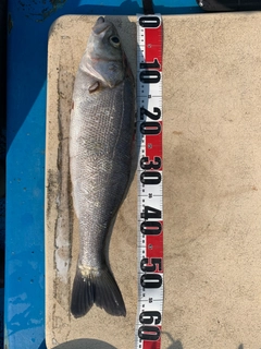 スズキの釣果