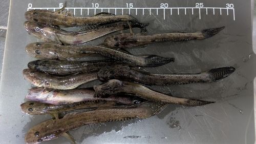 ハゼの釣果