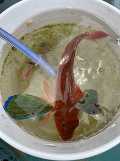 ホウボウの釣果