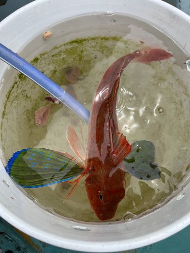 ホウボウの釣果