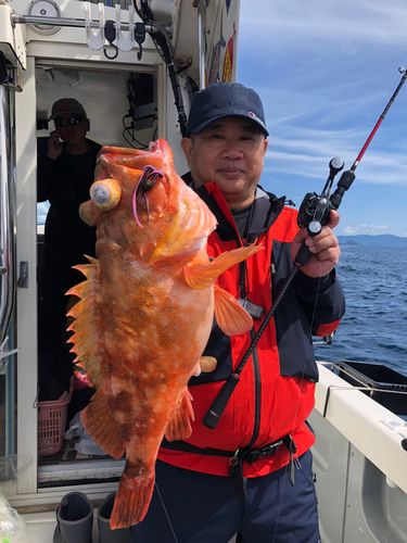 ウッカリカサゴ