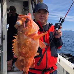ウッカリカサゴ