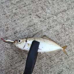 アジ