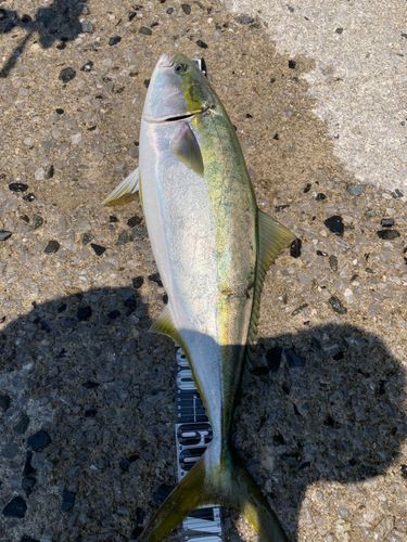 ハマチの釣果