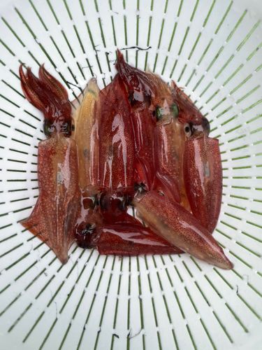 マルイカの釣果