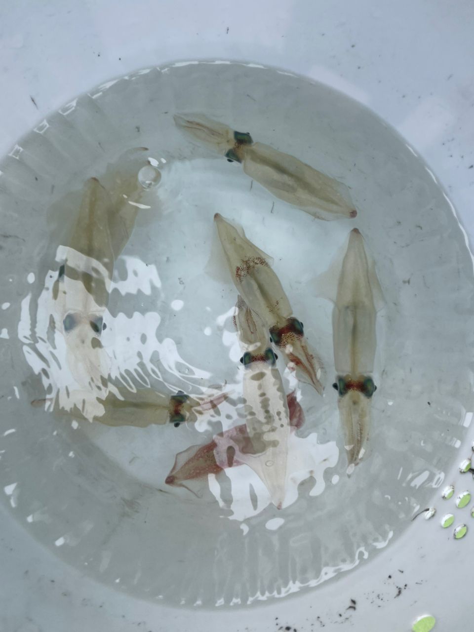 金沢八景のつり吉さんの釣果 2枚目の画像