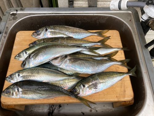 アジの釣果