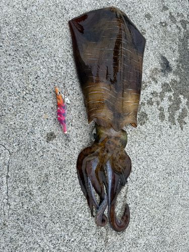 アオリイカの釣果
