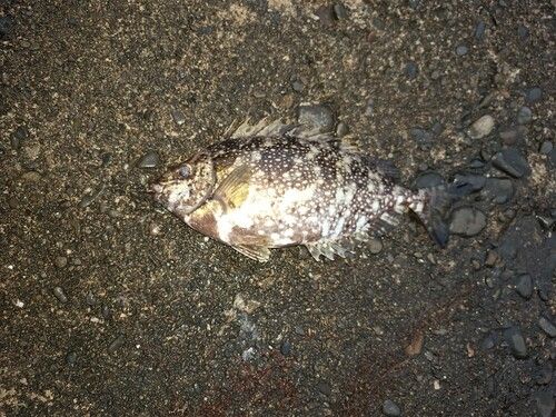 アイゴの釣果