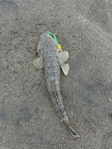 コチの釣果