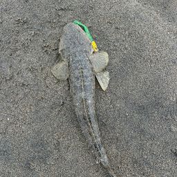 コチ