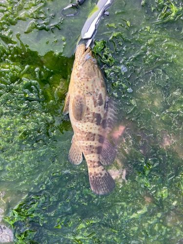 チャイロマルハタの釣果
