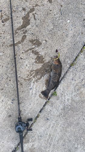 アイナメの釣果