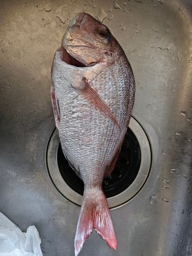マダイの釣果