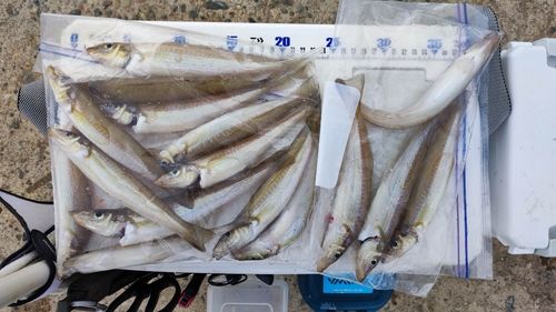 キスの釣果