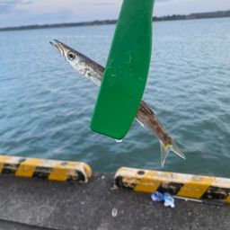 カマス