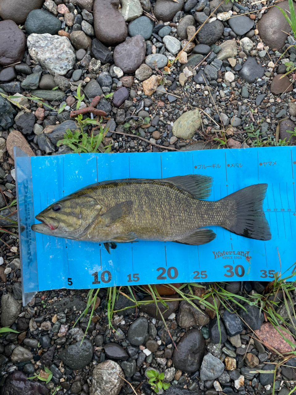 スモールマウスバス