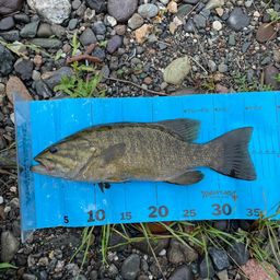 スモールマウスバス