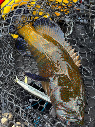 アオノメハタの釣果