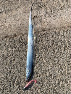 タチウオの釣果