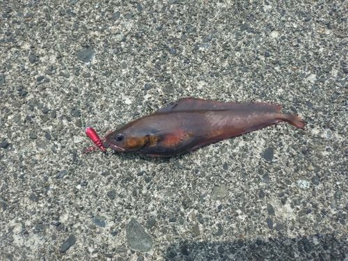 ドンコの釣果