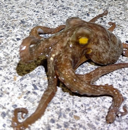 タコの釣果