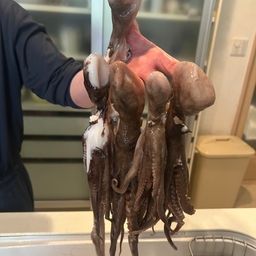 タコ