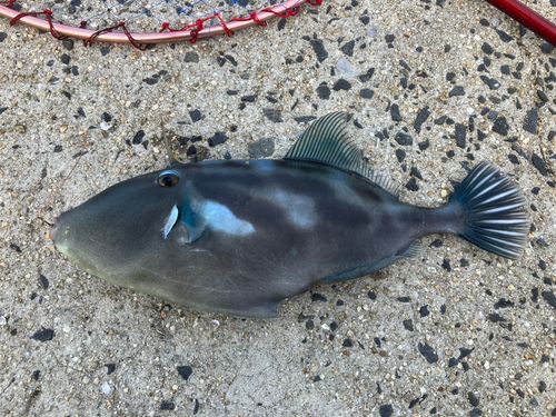 ウマヅラハギの釣果